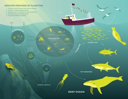 Graphic of Plankton Ecosystem