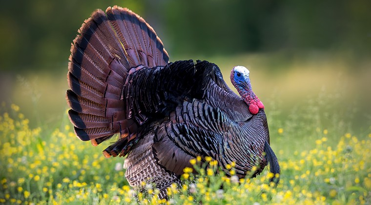 A wild turkey standing in a field of yellow wildflowers