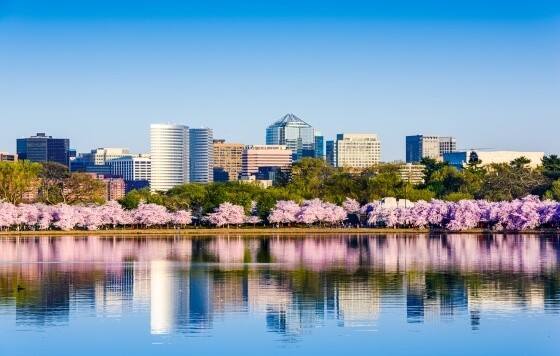 daytime waterfront cityscape with trees in bloom